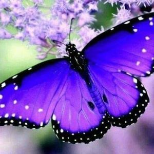 Meet your Posher, Joellen